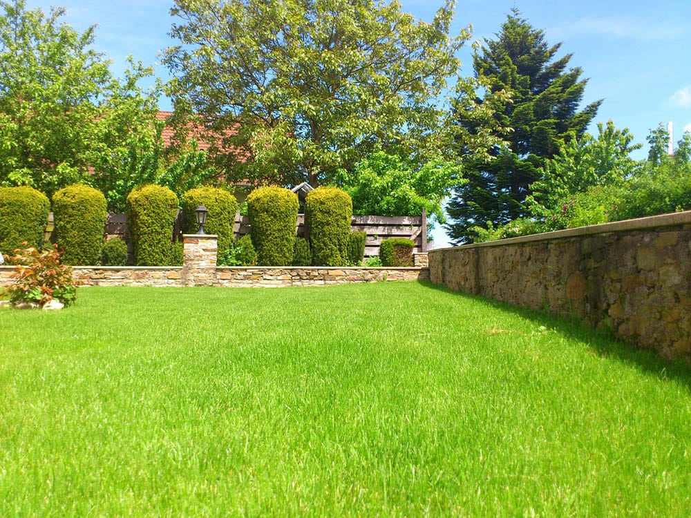 midiron bermuda grass on a front yard lawn