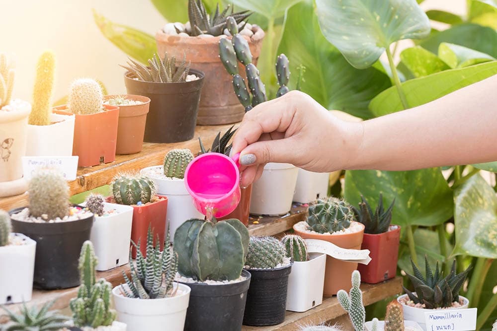 person watering cactus plant