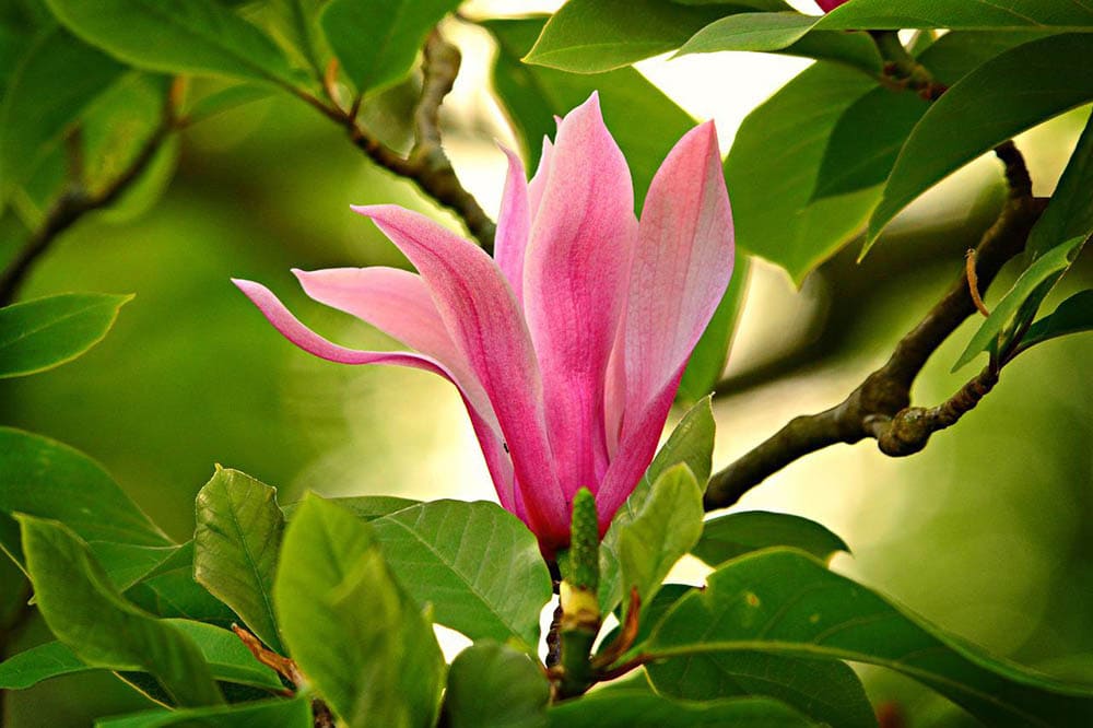 pink magnolia tree flower blossoming