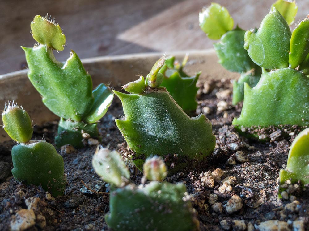 propagating Christmas cactus plant