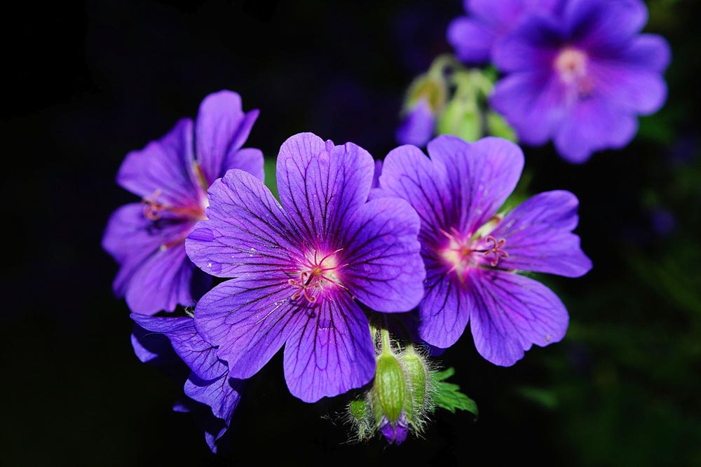 purple geranium