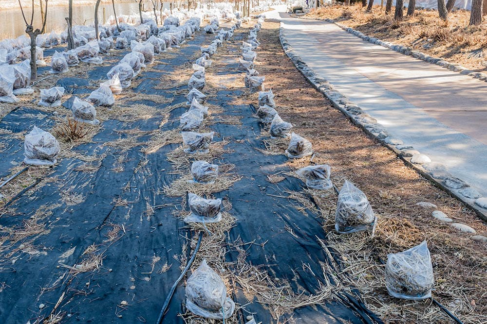 rows of plants individually covered with plastic