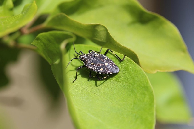 stink bug on a leaf