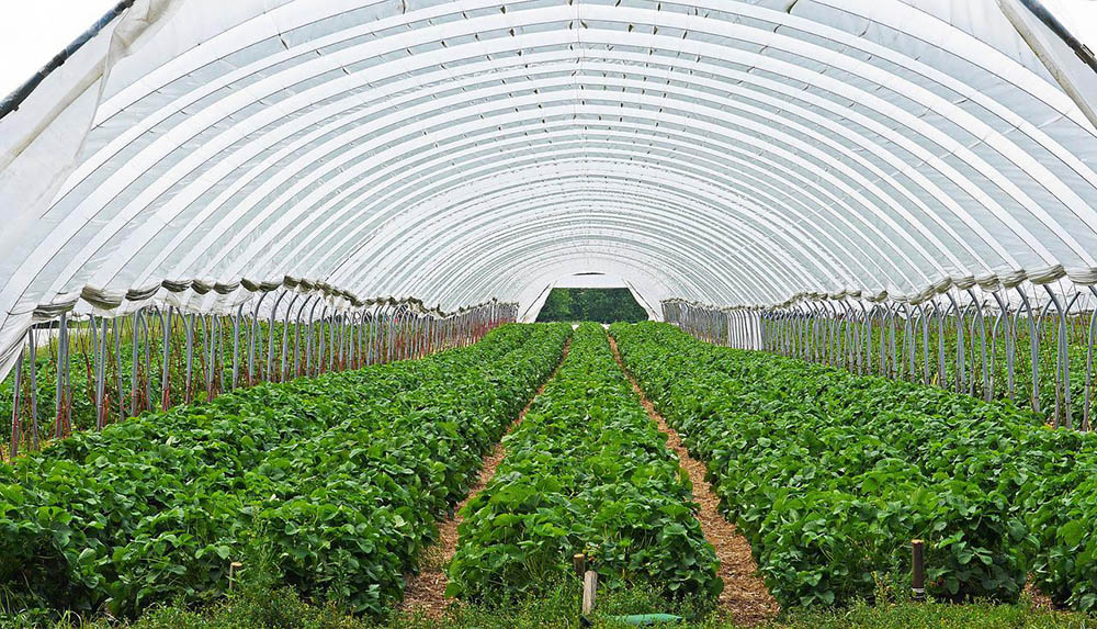 strawberry field covered in plastic dome