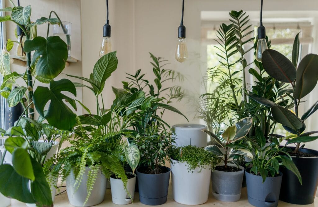 plants in pots indoor