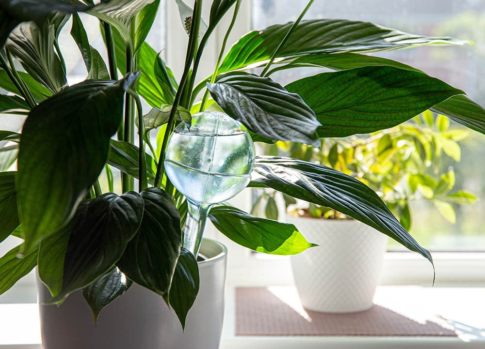 watering globe in a pot of peace lilies