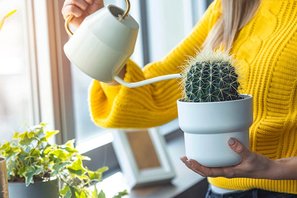 woman watering her cactus plant