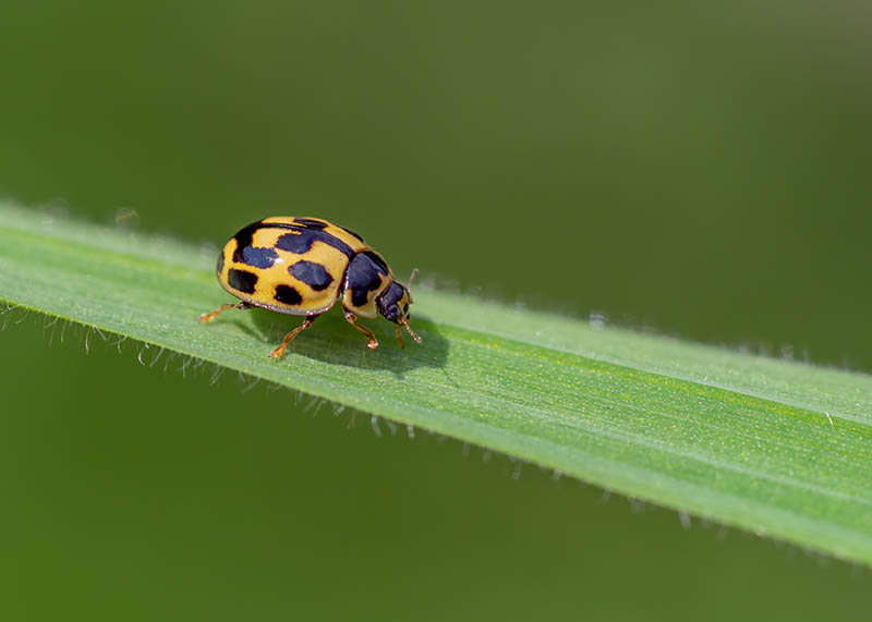 14-spot ladybug