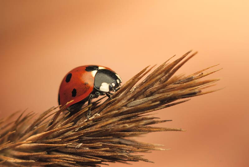 A Red and Black Ladybug on Brown Leaves