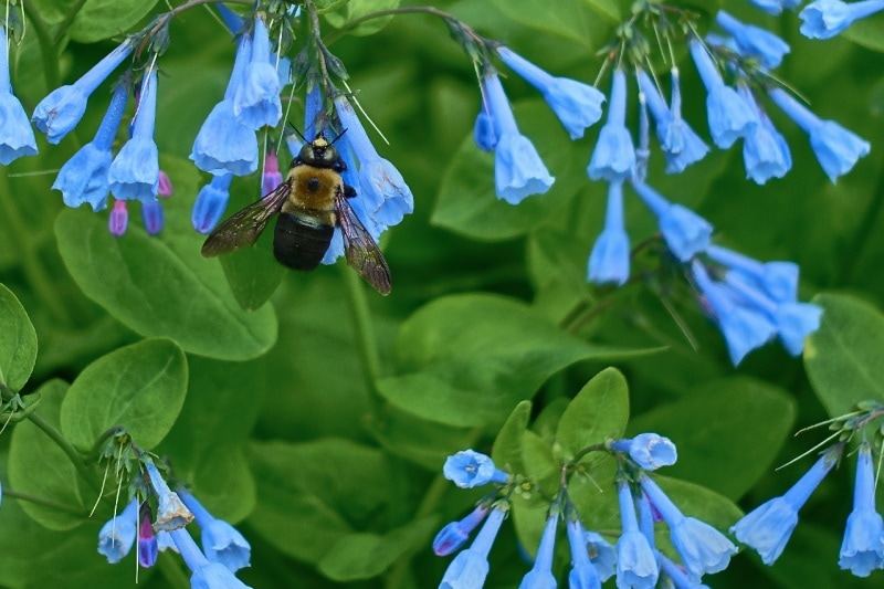 A bee sitting on top of a Virginia Bluebell flower
