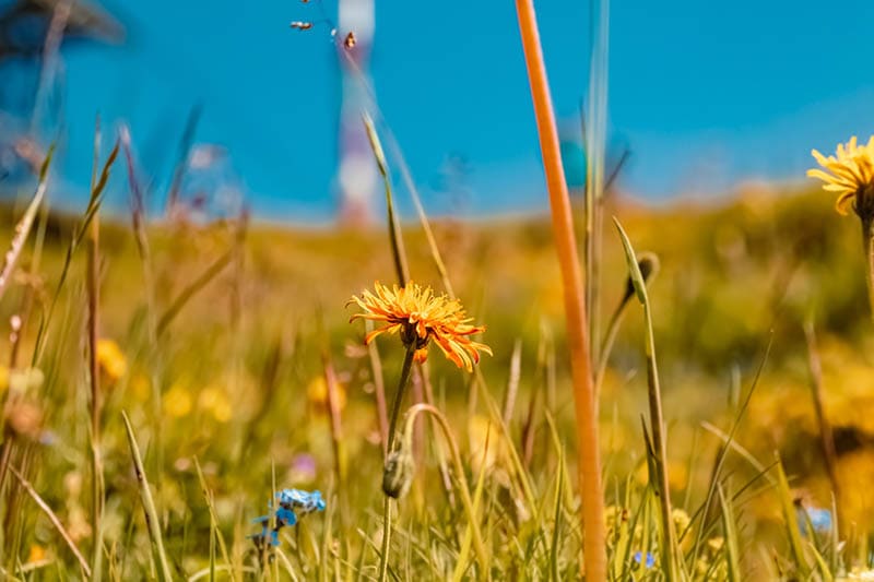 Agoseris aurantiaca, orange agoseris