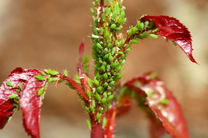 Aphids infesting a plant's stem and leaves