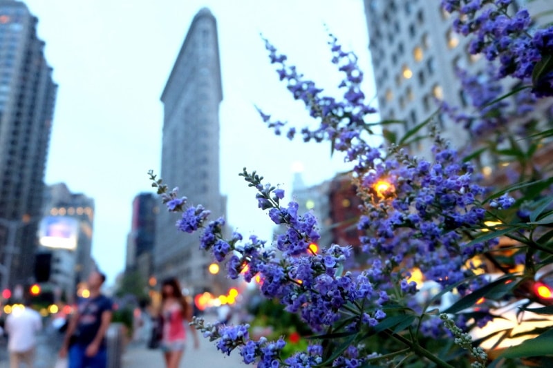Blue Vervain in with city in the backdrop