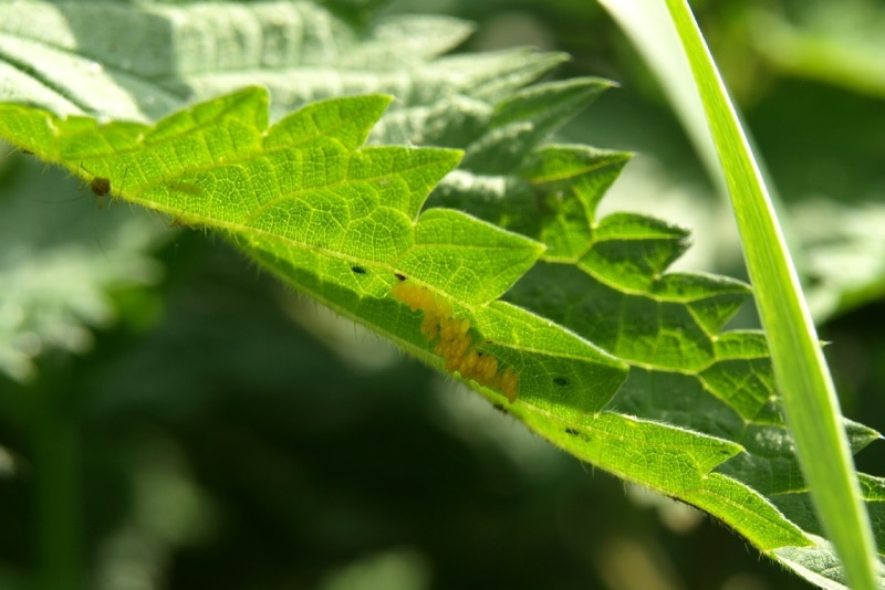 Ladybug eggs under a leaf