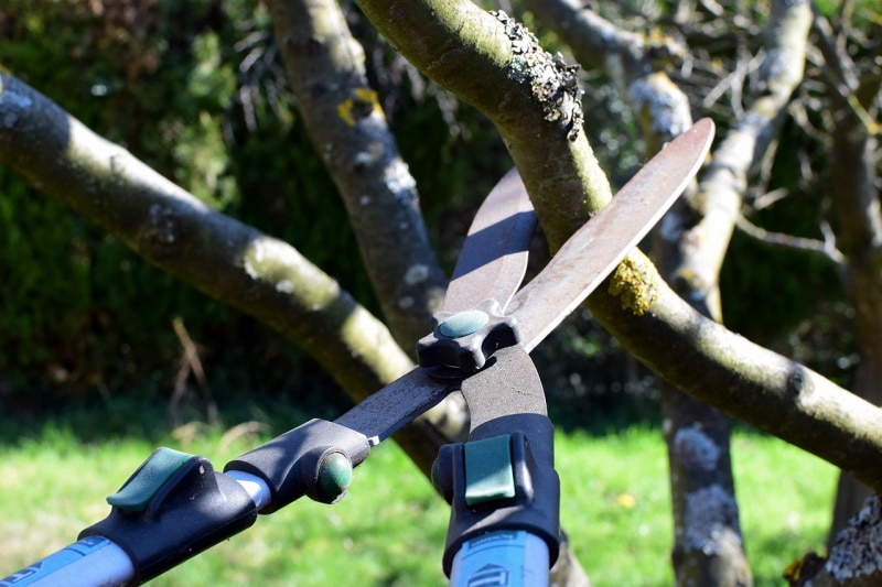 Pruning shears cutting a Fig tree branch