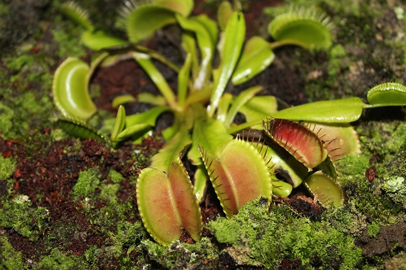 Venus Flytrap soil