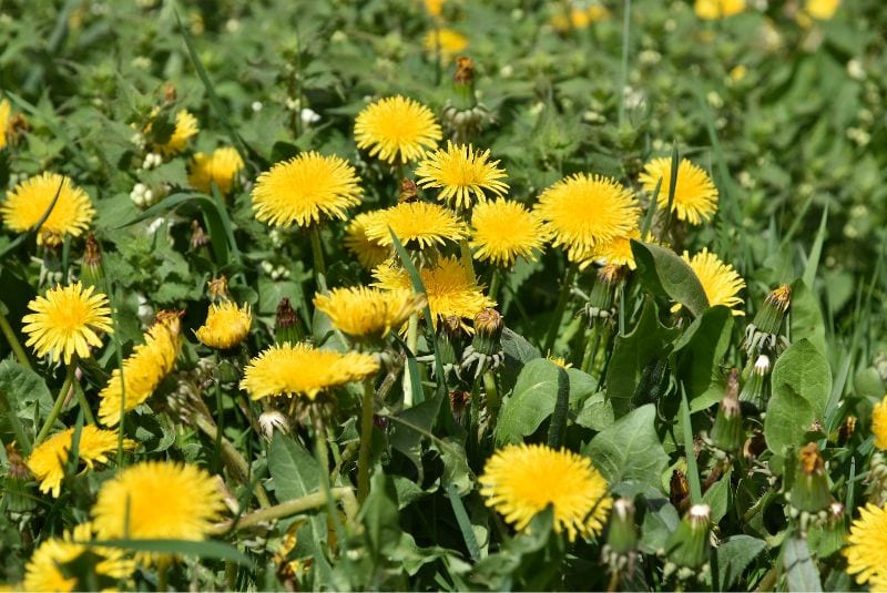 a field of dandelion flowers