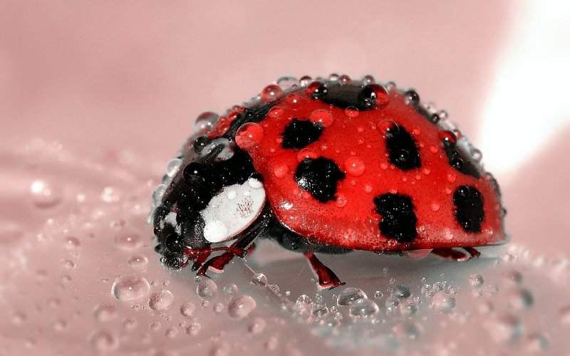 close up of ladybug covered in water droplets