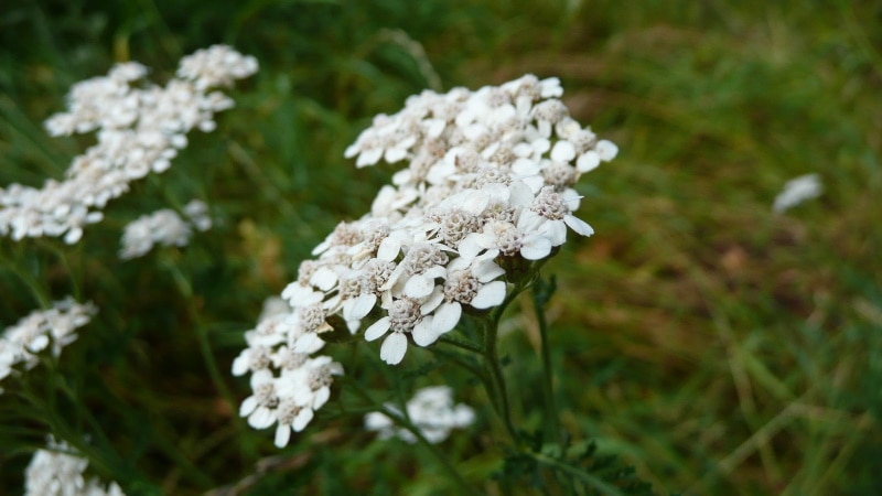 common yarrow flower