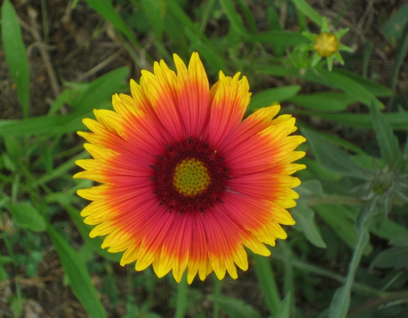 firewheel flower