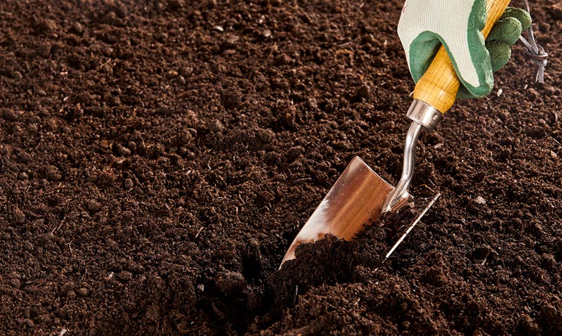 hand in glove using steel trowel to dig into bare soil garden