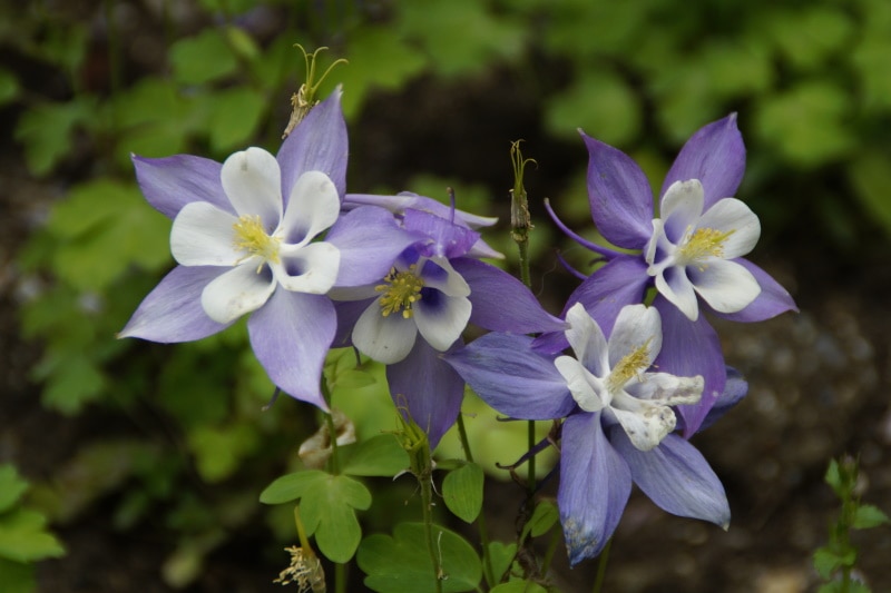 colorado blue columbine