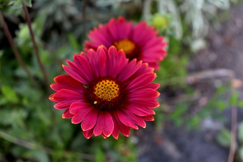 pink blanket flowers