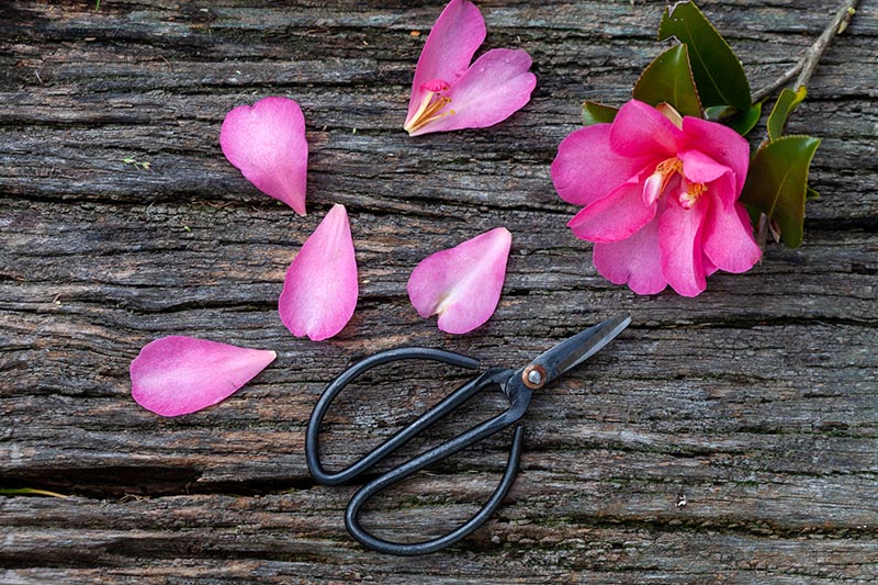 pruning scissors and camellia flower
