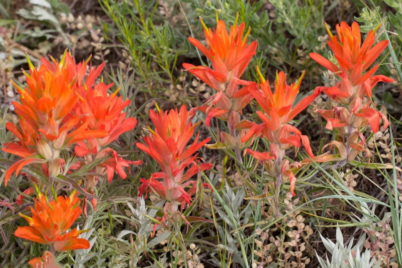 scarlet paintbrush flower